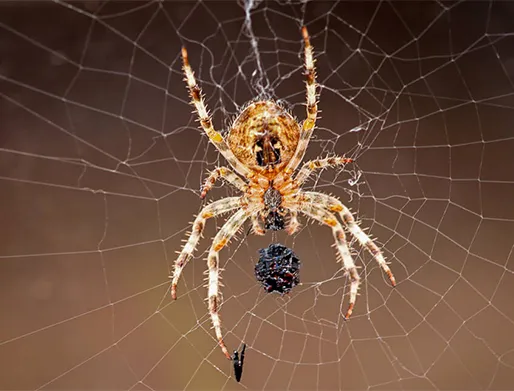 Dedetização de Aranhas em Mauá