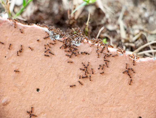 Dedetização de Formigas em Itupeva