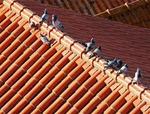 Dedetização de Pombos em Hortolândia